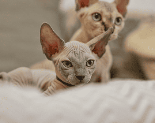 Anna Morokova's Sphynx kittens looking elegant