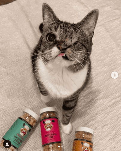 One-eyed cat Fiona looking up and standing in front of her favorite cat treats