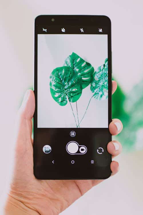A person holding a phone that shows an unedited picture of a plant.