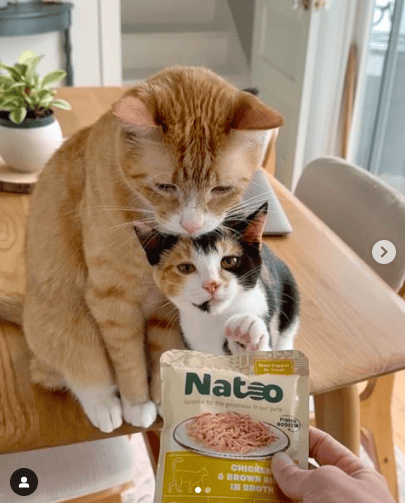 Samantha Rober giving her cats Pesto and Tessie a packet of wet food