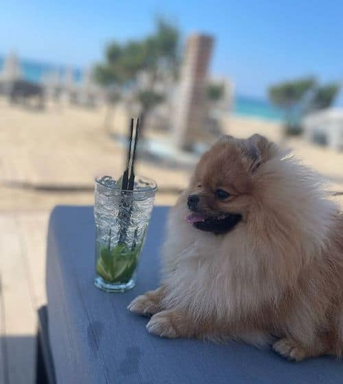Pacco on the beach with a cocktail | Dog influencers