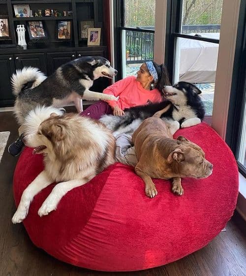 https://cache.afluencer.com/wp-content/uploads/ada-cario-full-bred-alaskan-malamutes.jpg