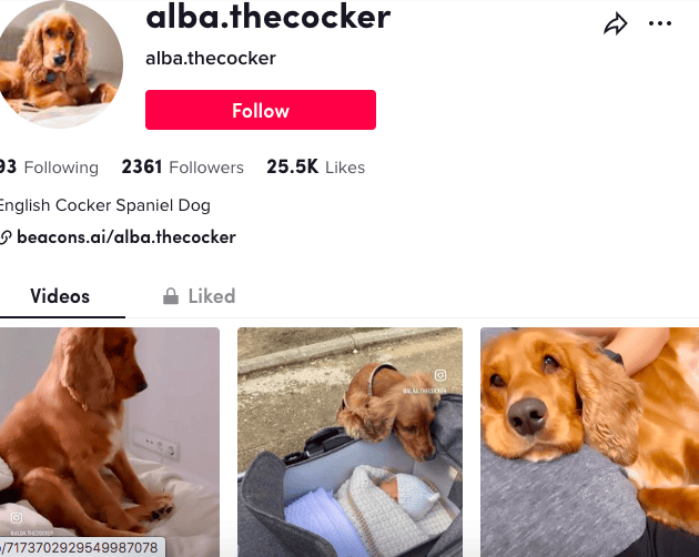 Alba the Cocker | TikTok videos