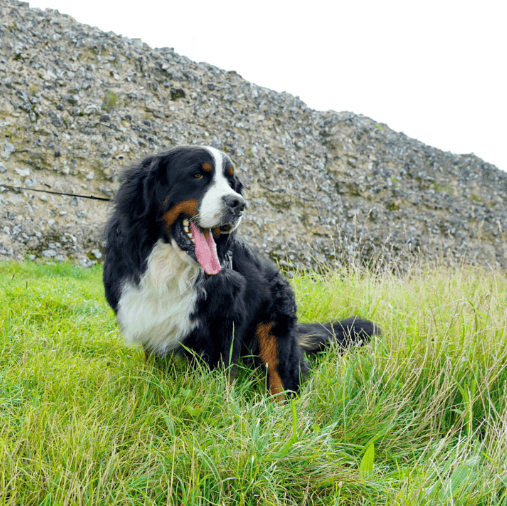 Olly chilling in the grass in Norfolk | Dog influencers