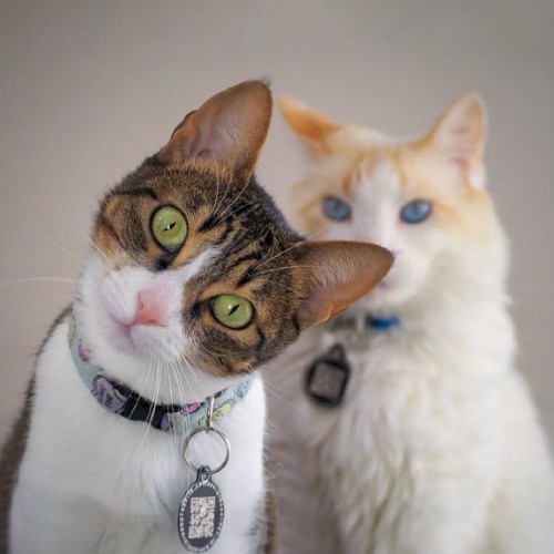 Albus and Dory pro photoshoot | IG kitties on Afluencer