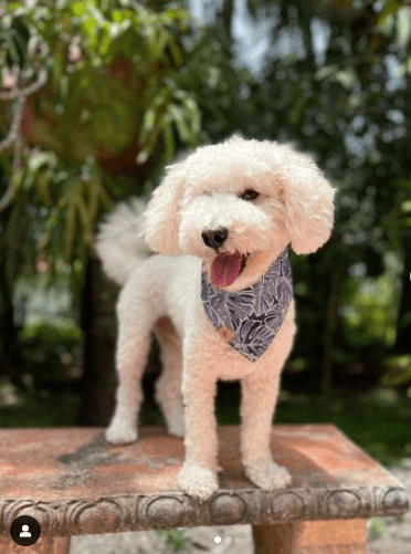 Amadeus Nunez wearing bandana and standing on outdoor bench