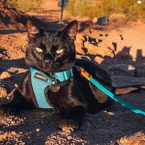 Aries wearing collar and lead resting after dirt track hike