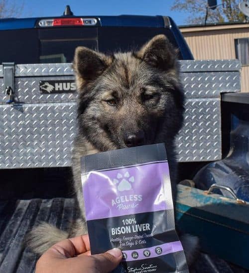 Armani in the back of a truck about to snack on bison liver treats