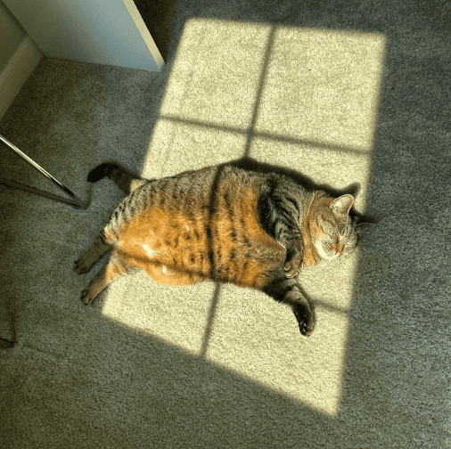 Attica Shirley laying on the carpet with sun coming through the window