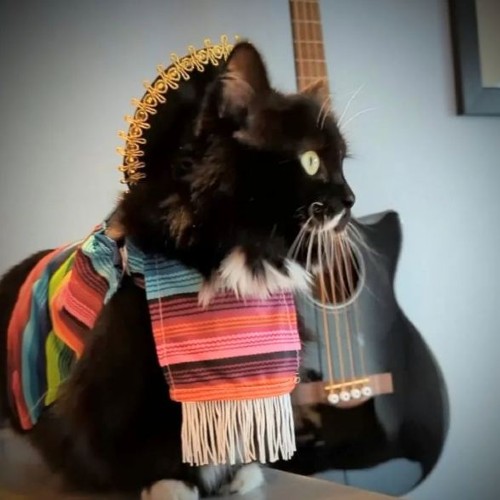 Batman the metal munchkin cat in Mexican clothes and with guitar