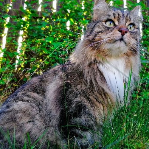 Beast the Persian influencer cat in the garden between the grass