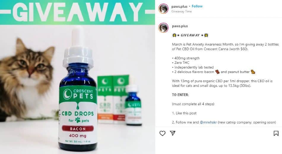 Beast the Cat on Instagram | Giveaway for Bacon CBD Drops