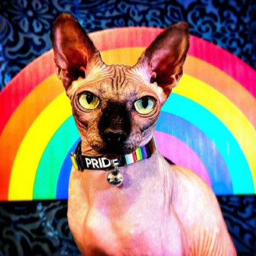 Boris Katloff supporting Pride Month | Sphynx influencer cat of Instagram