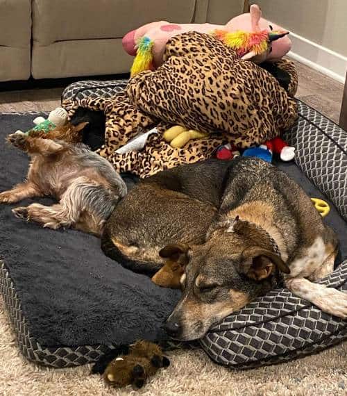 Dogs sleeping on their bed with stuffed toys | Influencers on Afluencer
