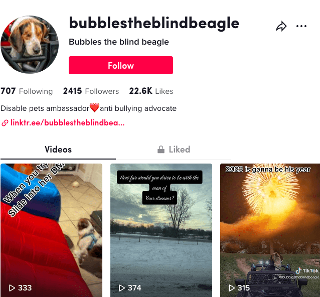 Bubbles the Blind Beagle on TikTok | Bio and video highlights