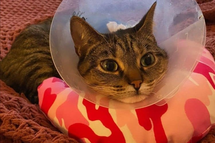 Cat using a Chinpilla pillow while wearing cone post surgery