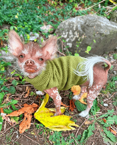 Cricket the Gremlin wearing a cardigan in the woods