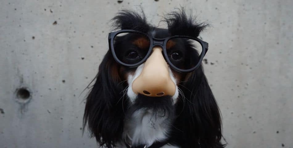 Dog in fancy dress disguise | Glasses nose moustache mask