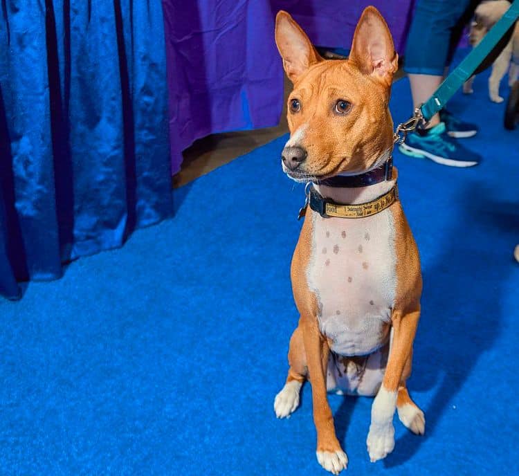 Dog putting best paw forward | Blue carpet dog show