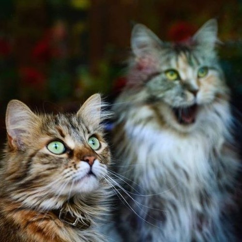 Eisha and Sheila sat side by side | Long-haired IG cats