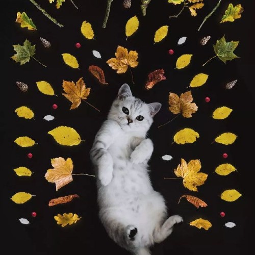 Instagram cat lying on back surrounded by leaves