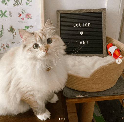 Louise the Siberian kitty next to her bed | Cat influencers on Afluencer