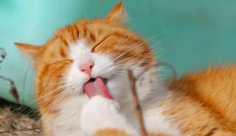 Ginger and white cat cleaning his paws