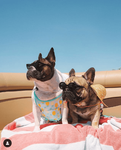 French Bulldogs Daphne and Vinnie outdoors wearing sunglasses