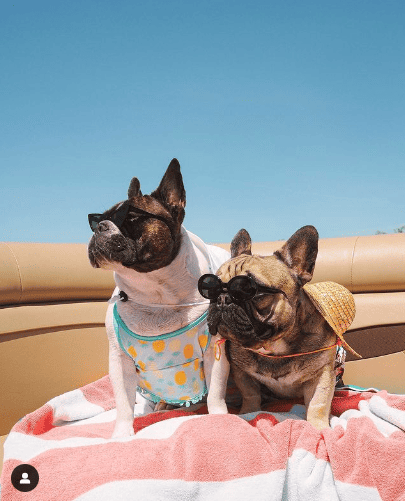 42 Dog Influencers: Meet The New Superstars of Social Media