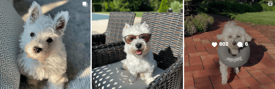 Luxury Inspired Chewy V Dog Bandana-Red