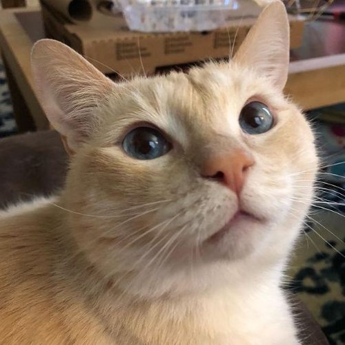 Jack Jack the Cat looking up over camera | Cat influencers on Afluencer