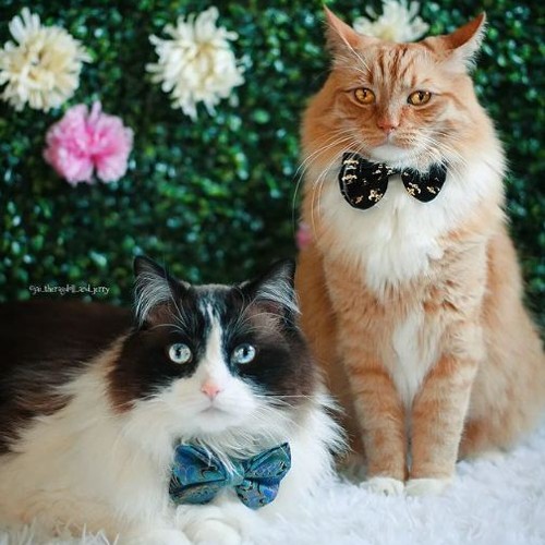 Jai the Ragdoll and Jerry Gingercat | Social influencers