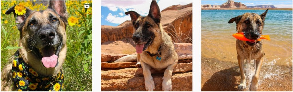 Jax the Adventure Pup has fun outdoors