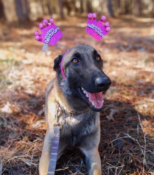 Jayda in the forest wearing a Happy Birthday headband