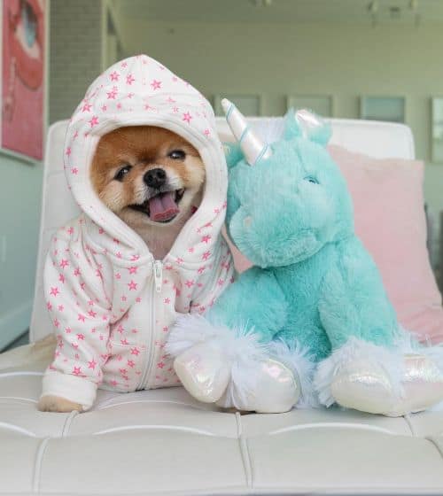 Jiffpom in a onesie with stuffed unicorn | Dog influencers