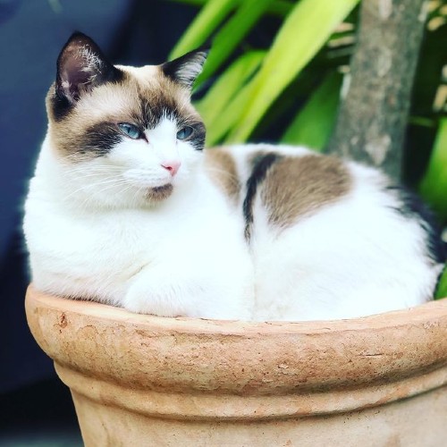 Lady Aurora Joan resting in a big clay plant pot