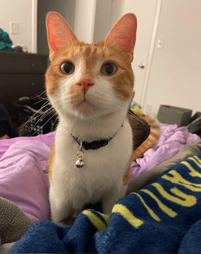 Leo Thecutestlion wearing a collar with bell sitting on the bed