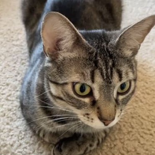 Lilly eyes wide open on carpet | European shorthaired cat