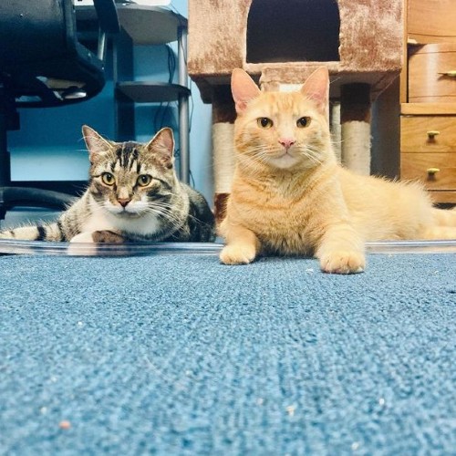 Yoshi and Hanson | LongIslandCats Instagram