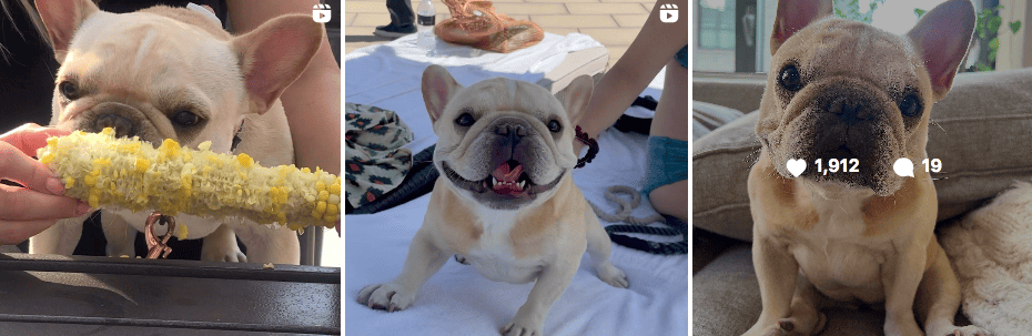 Marbella the Frenchie | IG posts | Pet influencers
