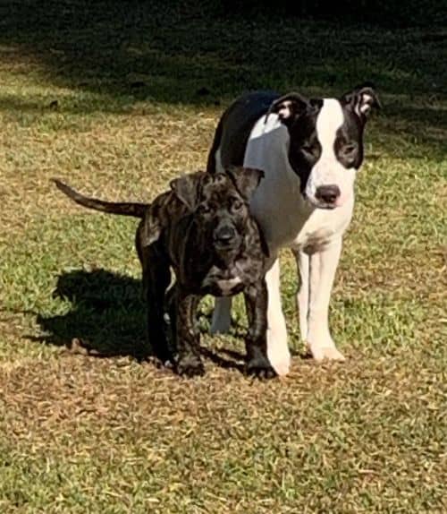 Mariniecer's pet dogs chilling in the garden