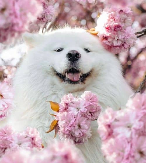 Maya playing between pink flowers | Dog influencers