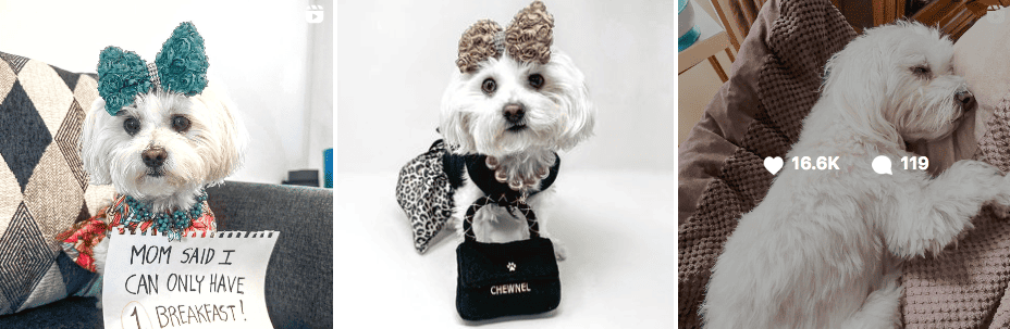 Minnie Penny on Instagram | Pet influencers featured on Afluencer