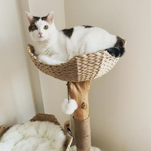 Nala resting on top a comfy cat tree | IG cats