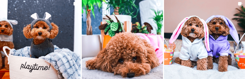 Natalia Lesniewski | Puppy playtime | Instagram posts