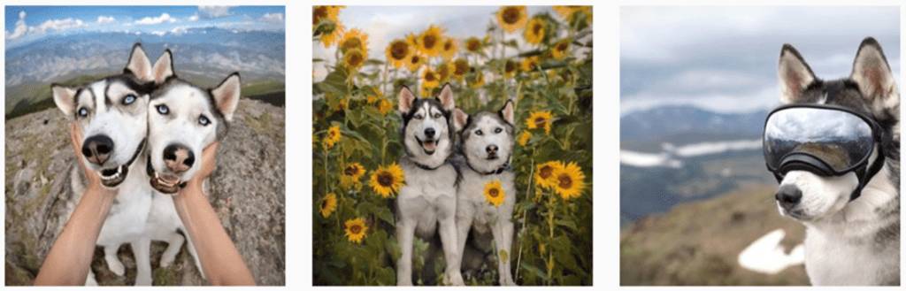 Nika and Kira - Huskies on Instagram - Pet Influencers
