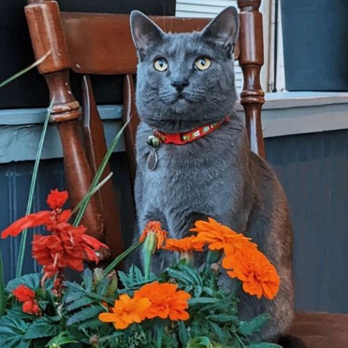 Oliver | Grey cat sat outdoors behind flowers