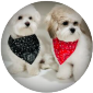 Ollie and Bozzo wearing bandanas | Pet influencers on Afluencer