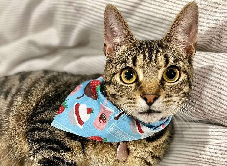 Cat lying while wearing cute bandana | Paw-Berries