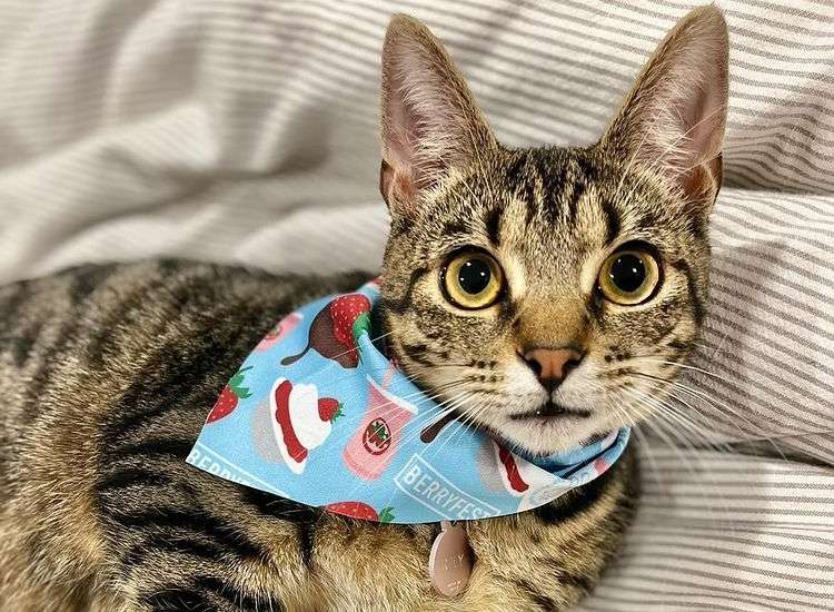 https://cache.afluencer.com/wp-content/uploads/paw-berries-cat-wearing-strawberry-design-bandana.jpg